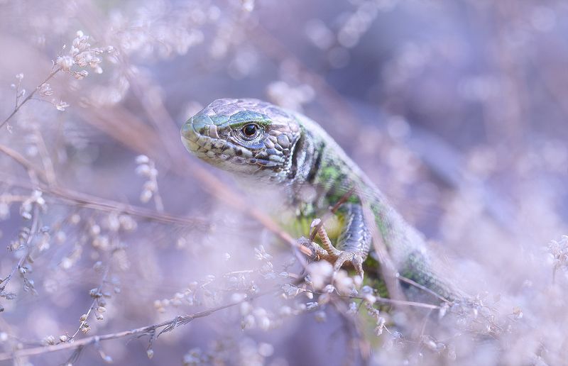 wild,wildlife,lizard,faerie,fairy,macro,beautiful,nature,close up, Lizardphoto preview