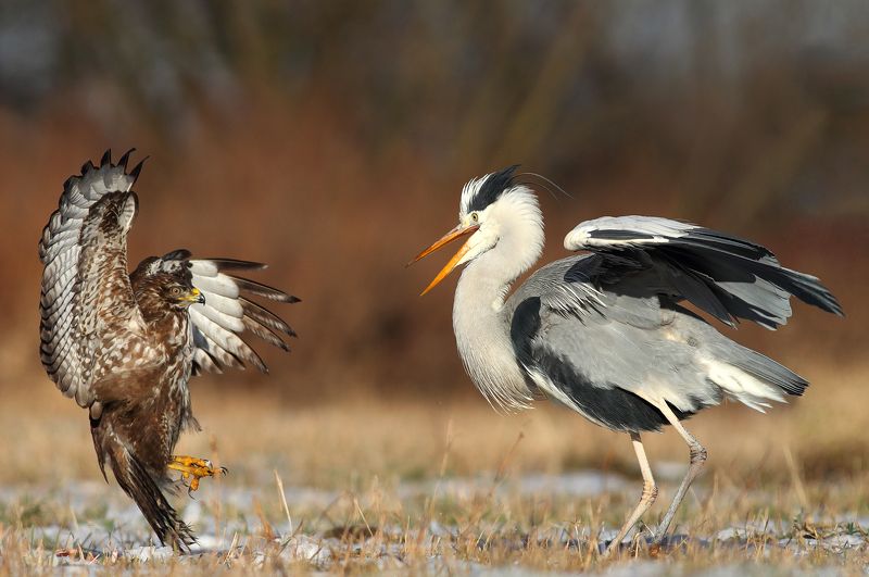 buzzard, hawk, heron, wildlife, birds, poland Claws VS Beakphoto preview