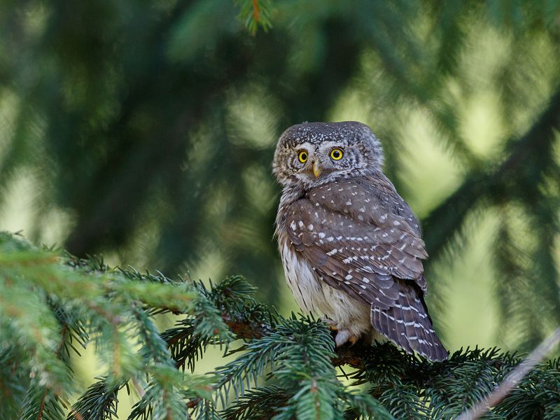 Весенний сычикphoto preview
