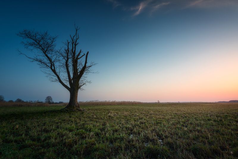 tree sky sunset light mood colors  My Old friend...photo preview