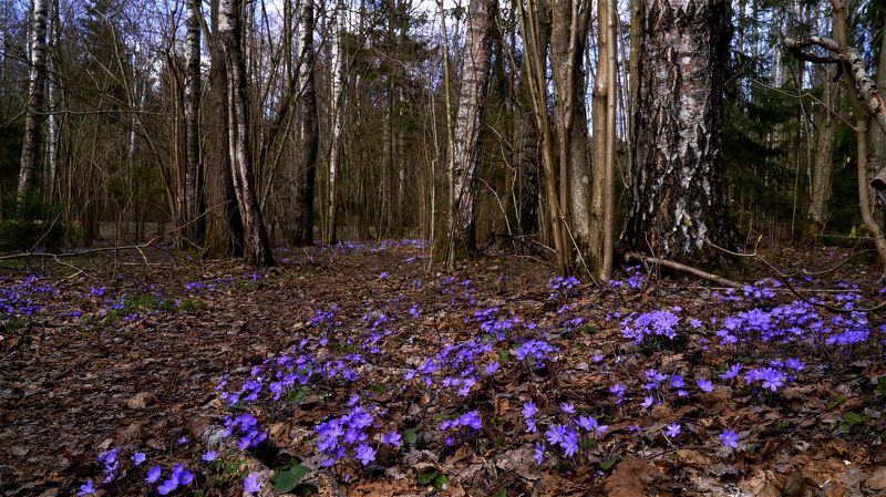 Веснаphoto preview