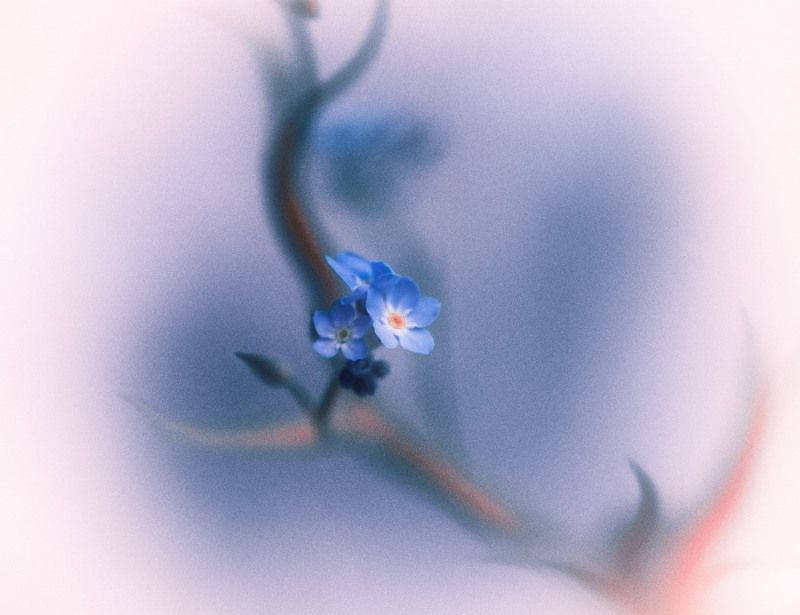 Forget-me-notphoto preview