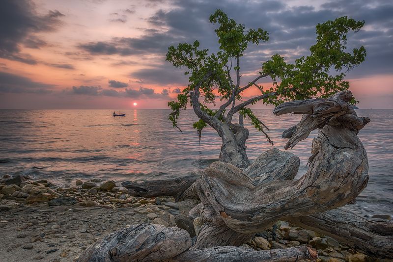 пейзаж, остров,закат,Чанг,таиланд,путешествия,дерево,морской, Закаты заморских морей.photo preview
