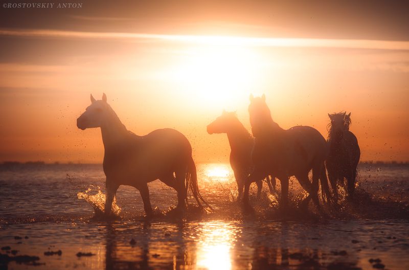 камарг, фототур, фотопутешествие, Франция, Camargue, Жеребцы Камарга, Фототур в Камарг (Франция)photo preview