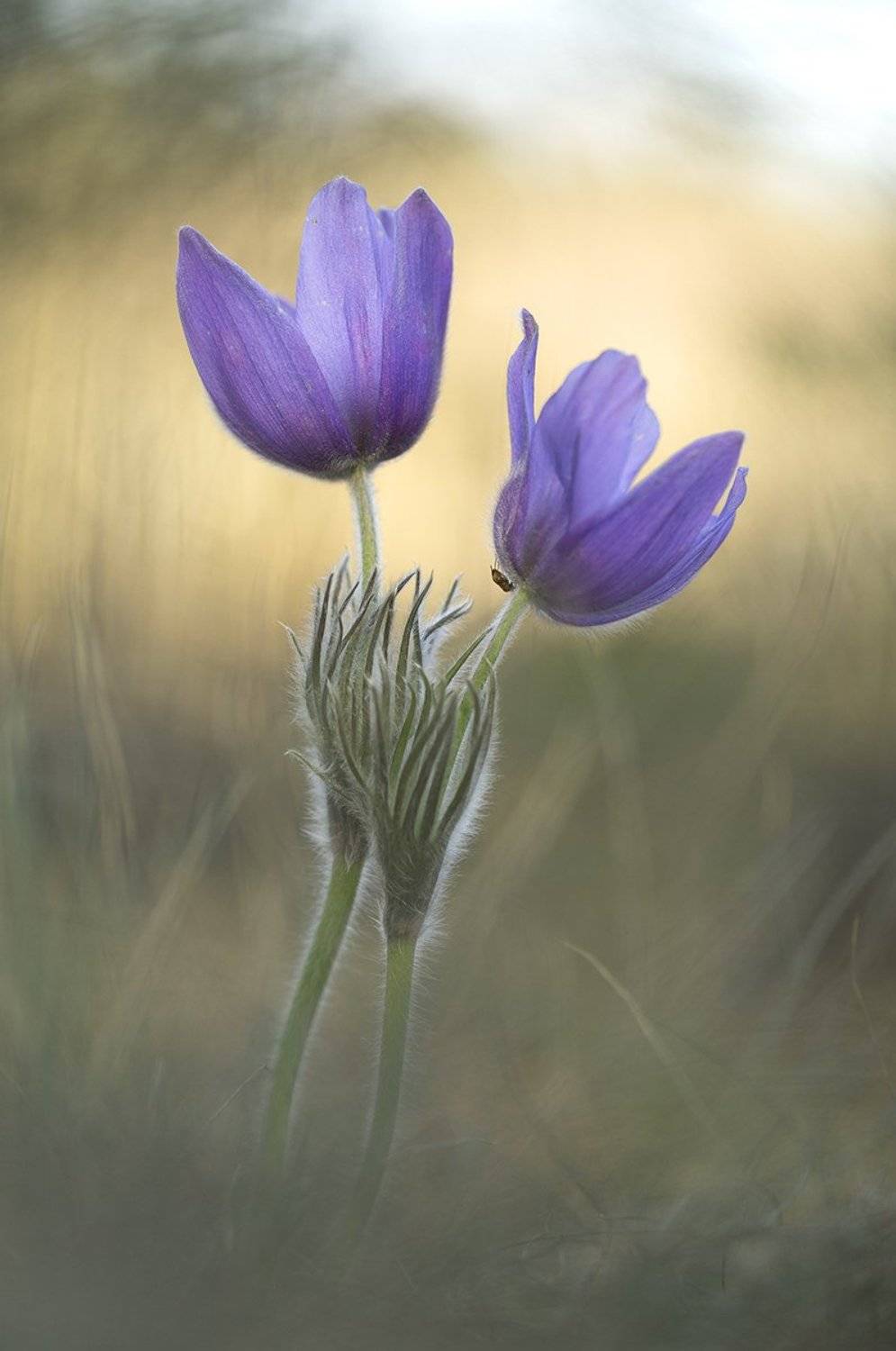 Воронежские прострелы. Автор: Иваненко Светлана , Иваненко Светлана