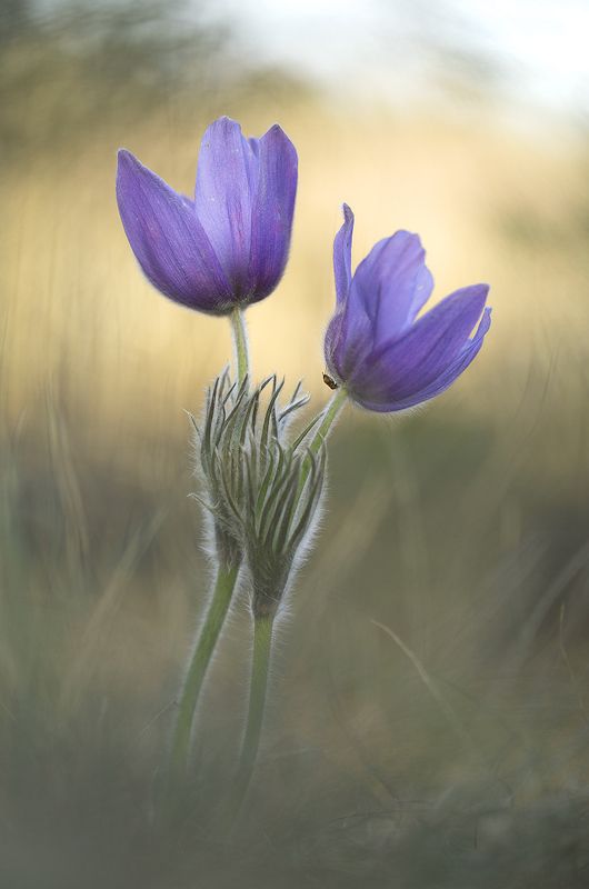 Воронежские прострелыphoto preview