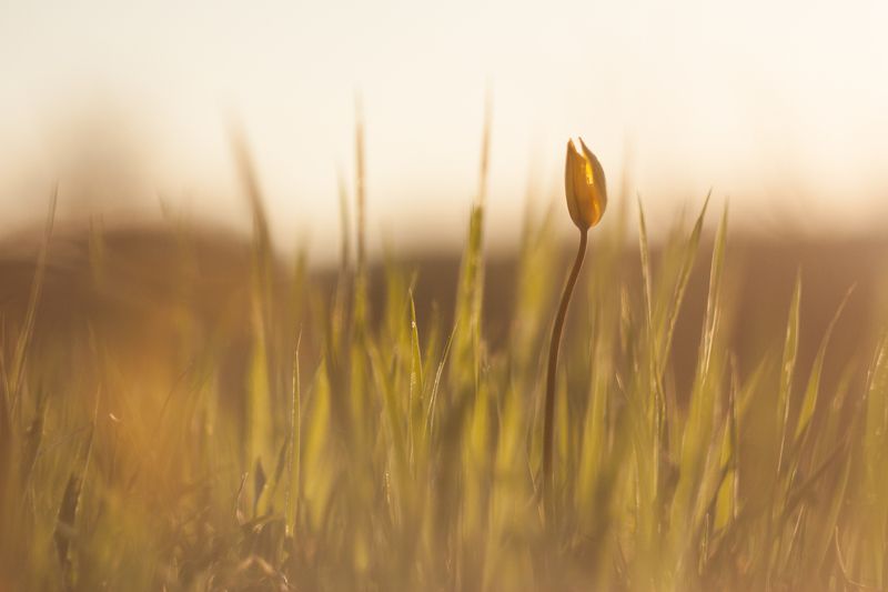 тюльпан, природа, макро, цветы, природа Тюльпаны Биберштейнаphoto preview