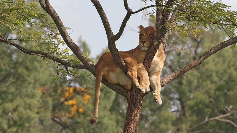 animals, lion, lioness, resting, 7d, 400mm, животные, львица Сиестаphoto preview
