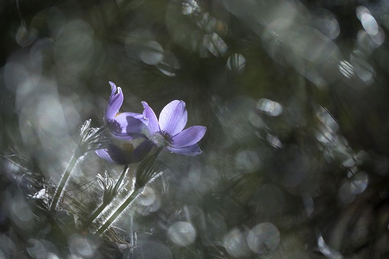 воздушные сныphoto preview