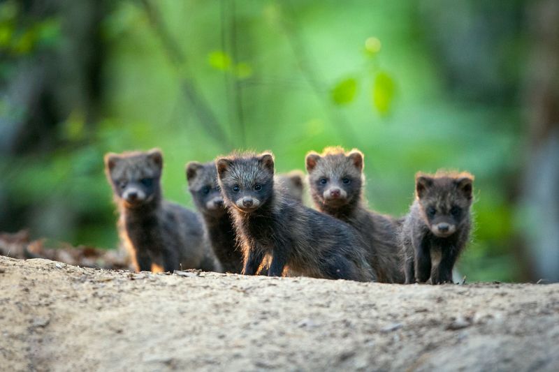 wildlife, animals, woods, forest, burrow, poland, Raccoon dogsphoto preview
