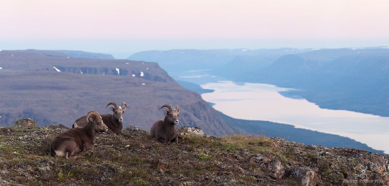 путорана, баран, путоранский баран, кутарамакан, подкорытов, putorana, big horn ram, ram, kutaramakan, podkorytov Вечер на Кутарамаканеphoto preview