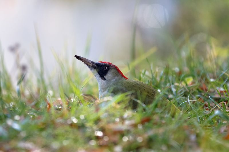 фотоохота,птицы,дятел,утка,сойка,зяблик,синица Фотоохота ... фото превью