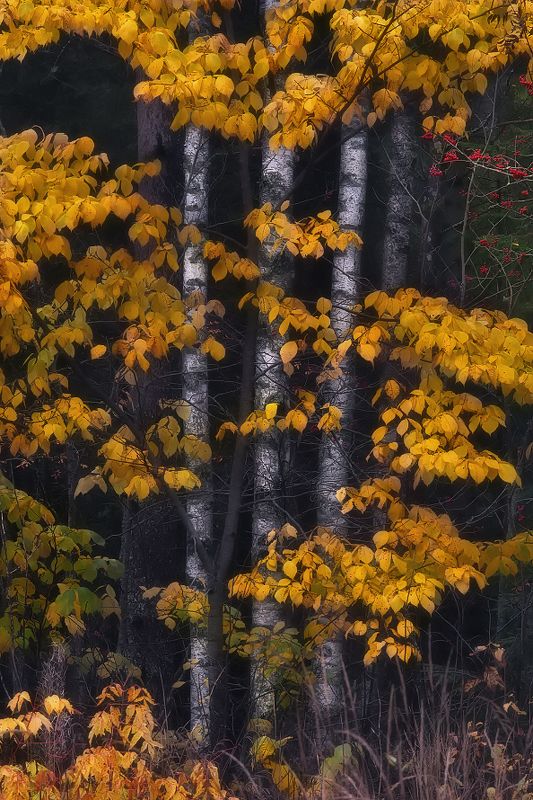 осень, ленинградская Фрагментphoto preview