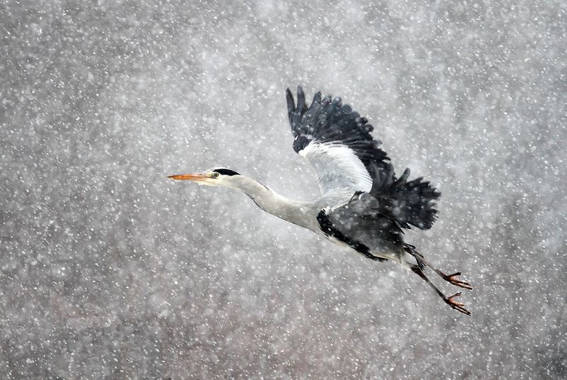 winter, snow, wildlife, animls, bird, heron, egret, poland, cold, frozen Snow stormphoto preview