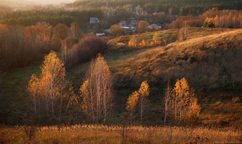 березы, деревья, желтый, листья, ноябрь, осень, природа, солце, холмы	 Сестры фото превью