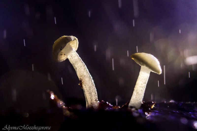 Волшебный дождь...photo preview