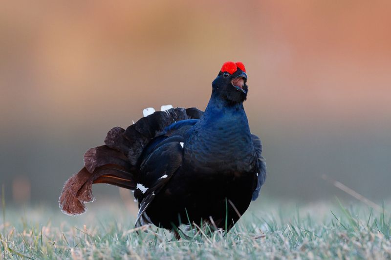 тетерев ток Утренние заморозки на тетеревином токуphoto preview