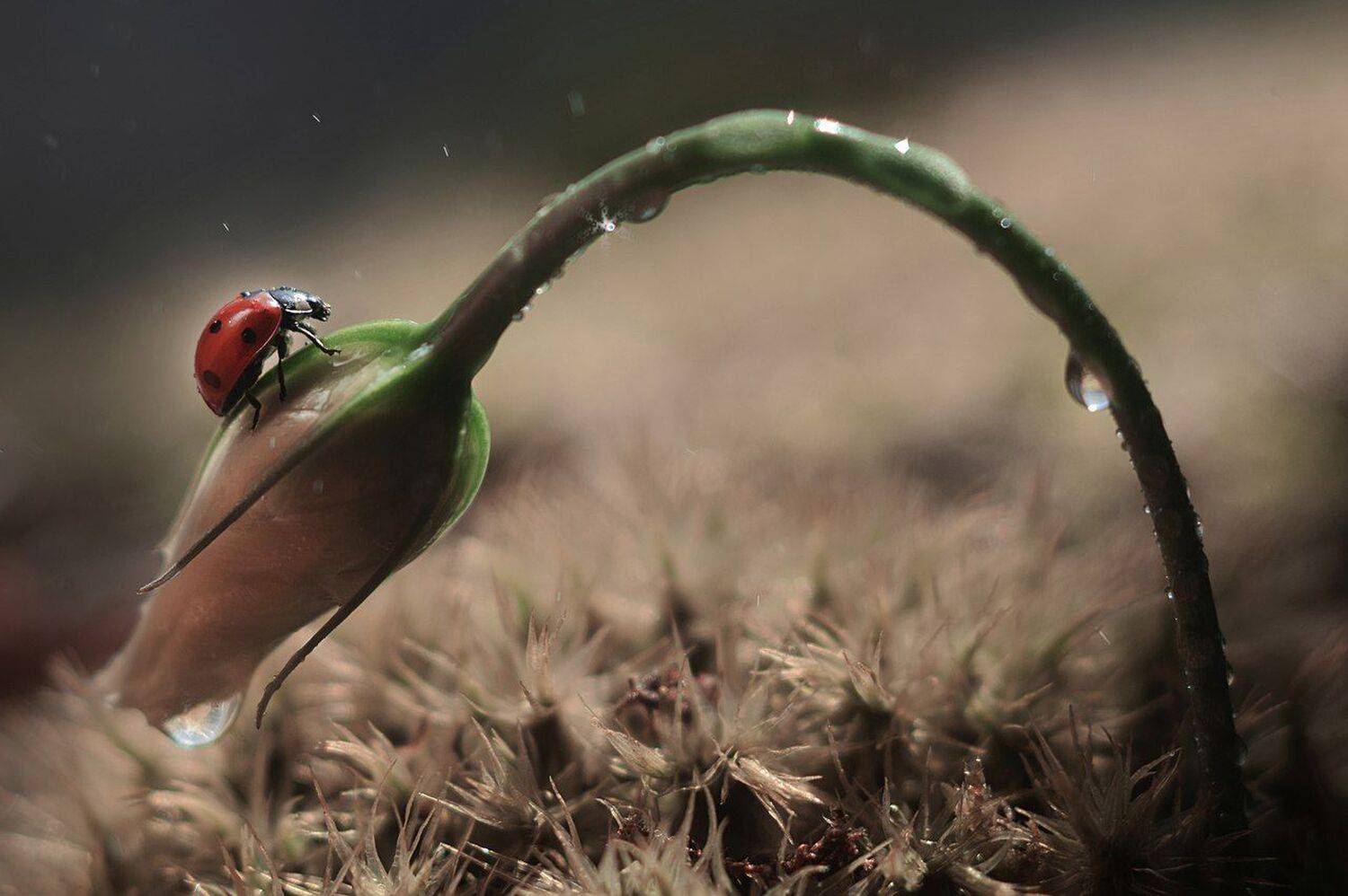 Сон. Автор: Лапшина Владлена , Лапшина Владлена