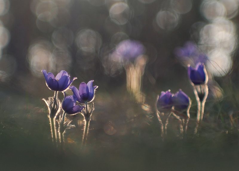 Сон-трава. Вечернее.photo preview