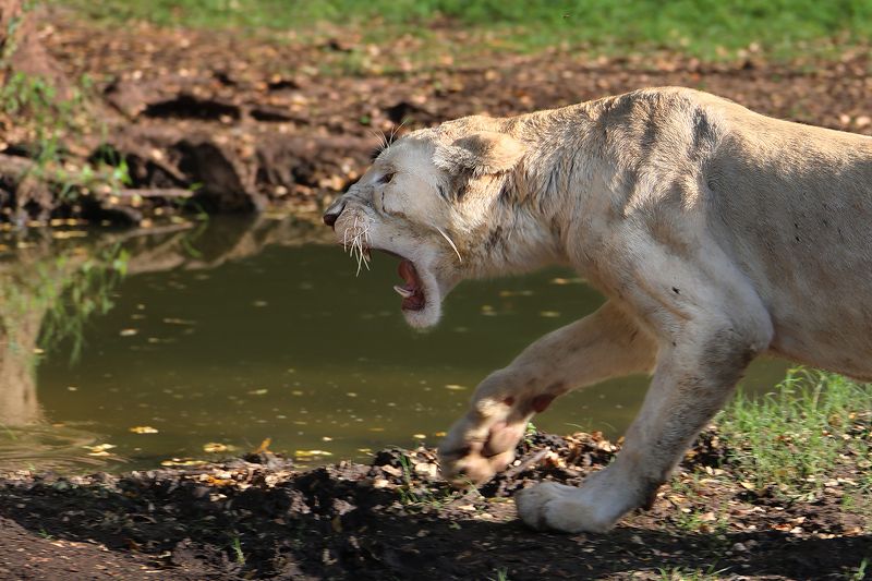лев, подросток, агрессия, злоба, зверь Агрессияphoto preview