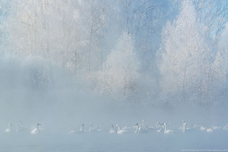 алтай, сибирь, лебеди, зима, мороз, стужа, светлое, лебединое, иней, туман Ангелы стужиphoto preview