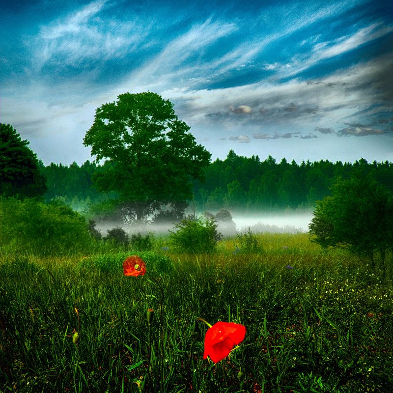 мак, туман, природа, поле, утро Полевой макphoto preview