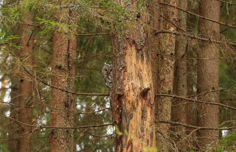 Неясыть длиннохвостаяphoto preview