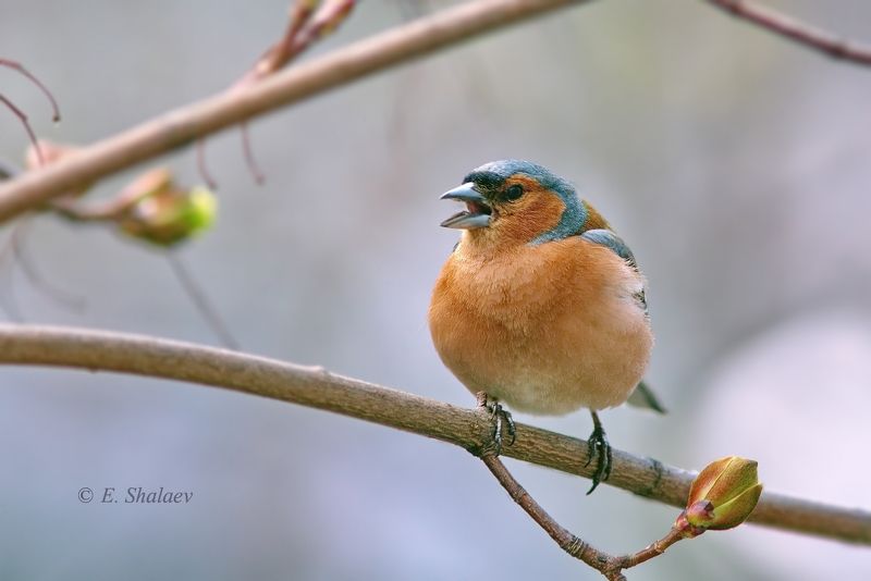birds,common chaffinch,fringilla coelebs,зяблик,птица,птицы,фотоохота Весна время песен.2photo preview