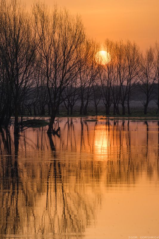 рассвет,солнце,утро,весна,вода,река,разлив,половодье,отражения,деревья Апрельское утреннее солнце фото превью