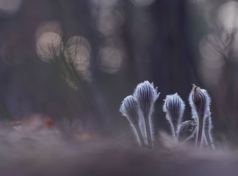 Тишинаphoto preview