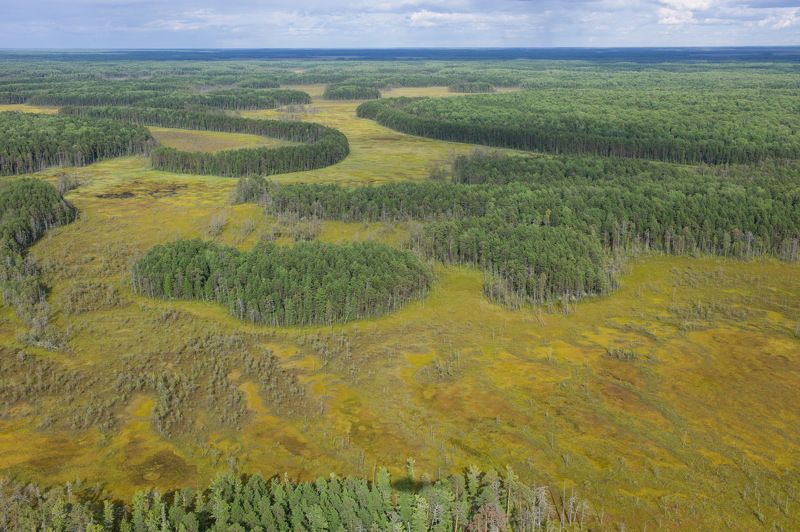 Западная Сибирь Томская область васюганское болото  васюганское болотоphoto preview