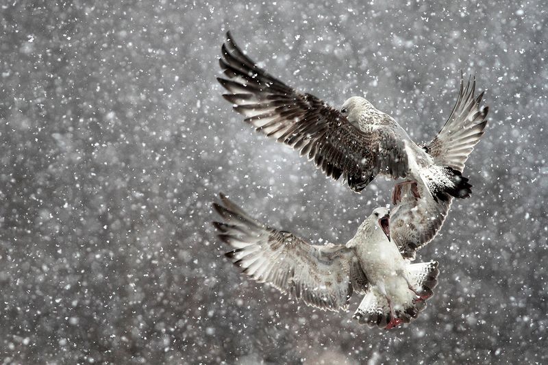 Seagulls in a blizzardphoto preview