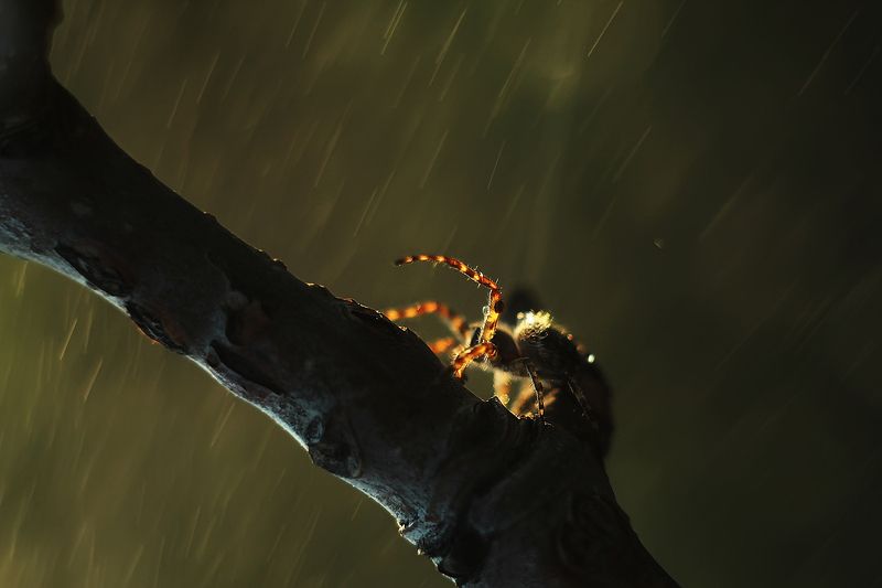 Паучокphoto preview