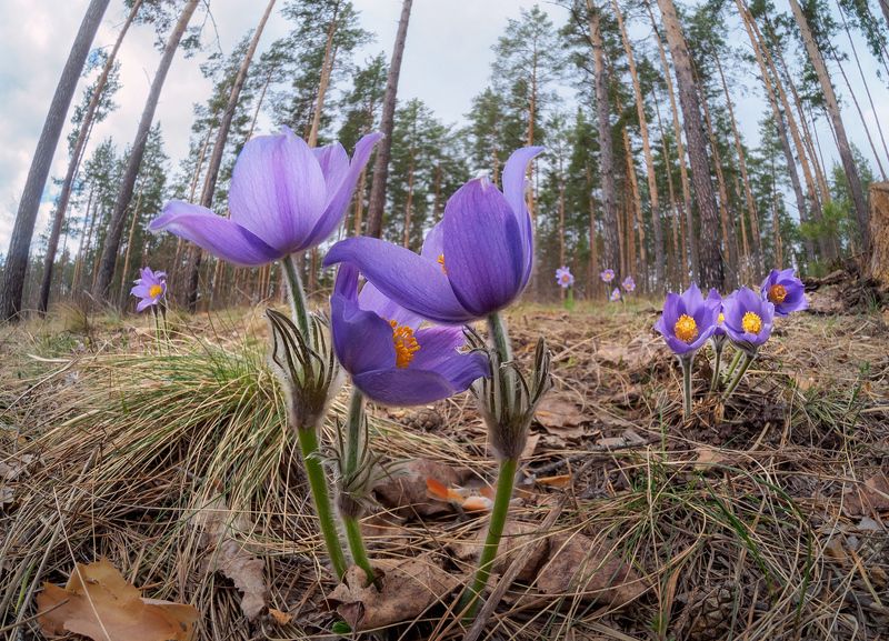 Прострелы или сон-траваphoto preview