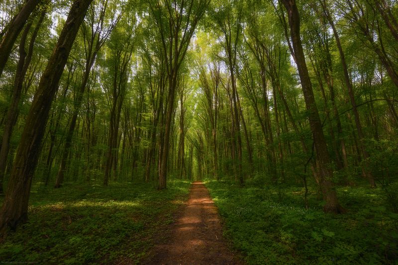 По лесной тропинкеphoto preview