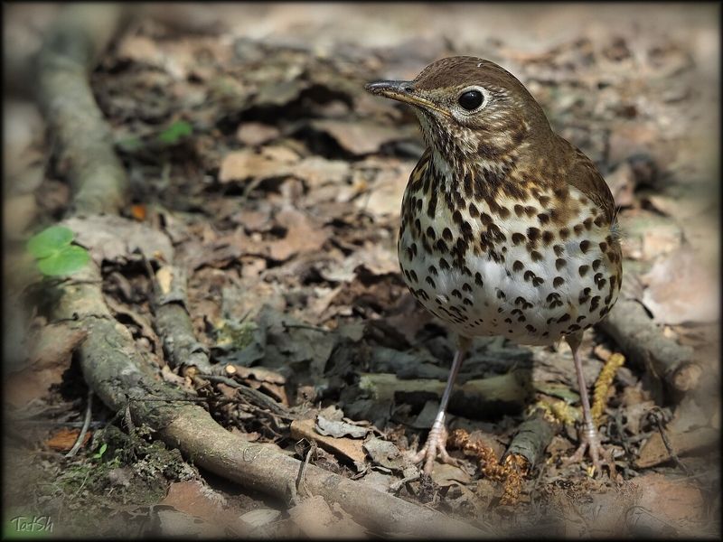 певчий дрозд, turdus philomelos, дрозд, природа, птицы, птицы россии, битцевский лесопарк, москва Певчий дрозд фото превью