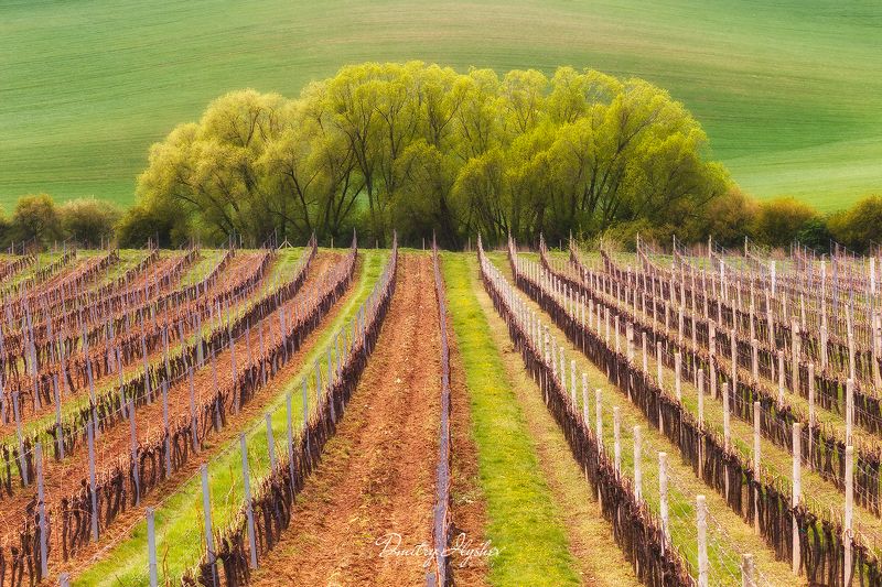 Чехия, Моравия, пейзаж, весна, 2018, фототур, Илышев, природа, поля, Южная Моравия, Весна в Моравииphoto preview
