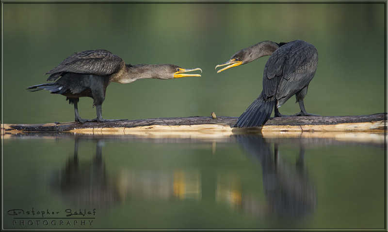 Negotiatingphoto preview