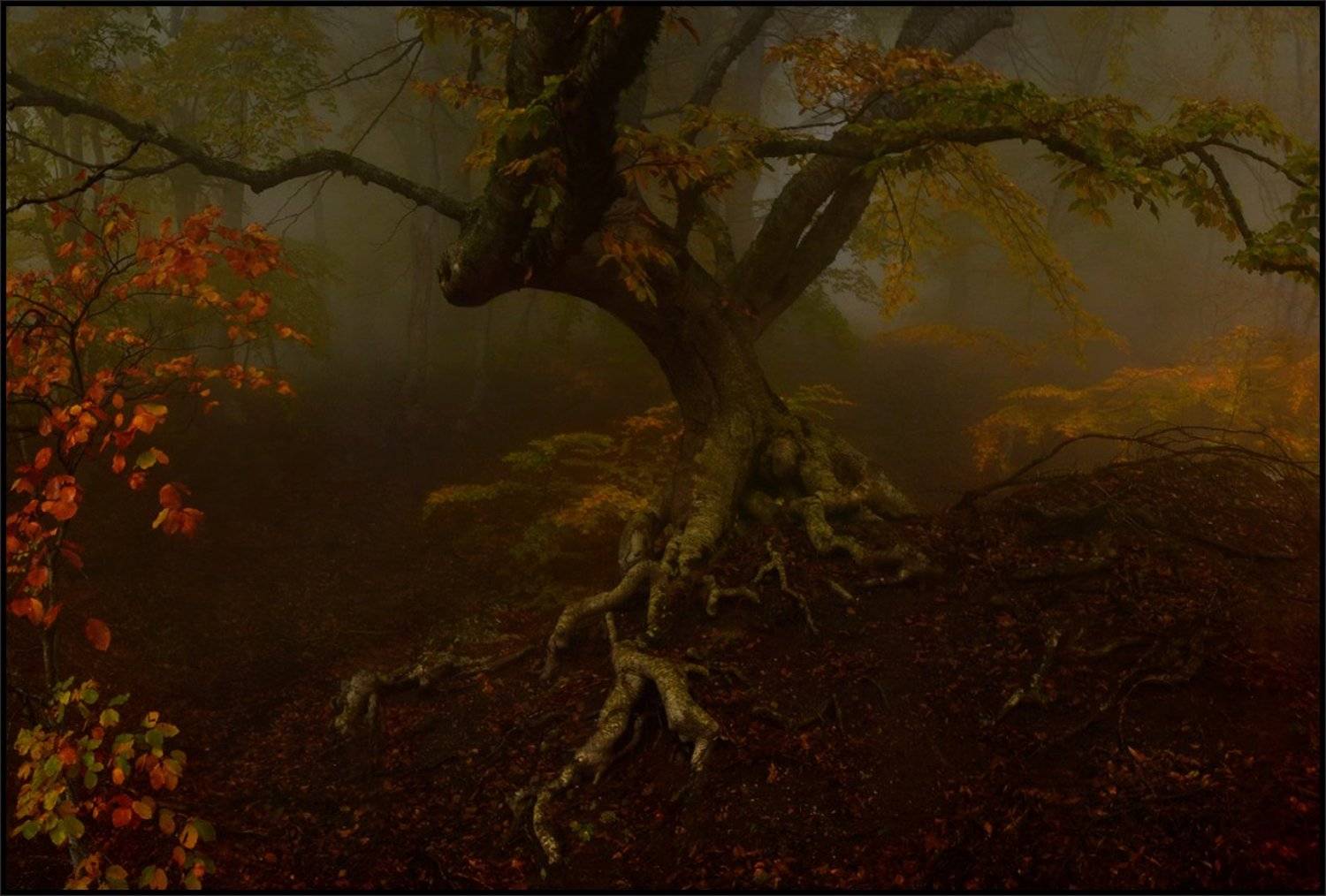 , Владимир Метцгер