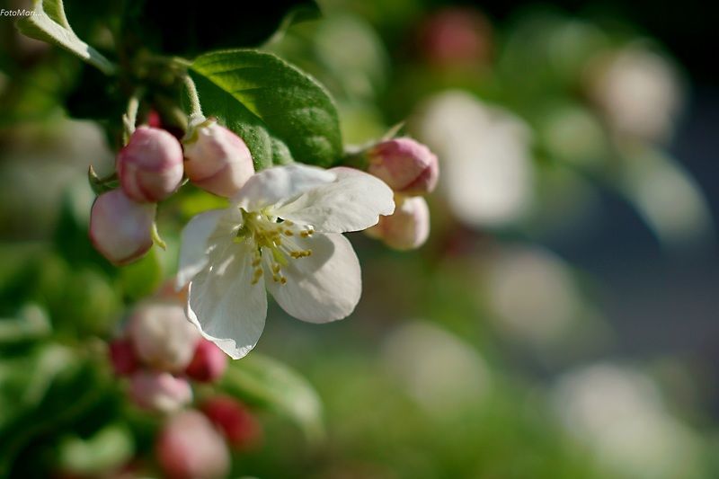 Райская яблоня.photo preview