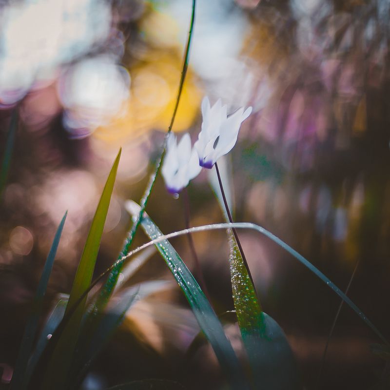 природа, макро, пейзаж, ботаника, цветы,боке В ботаническом садуphoto preview