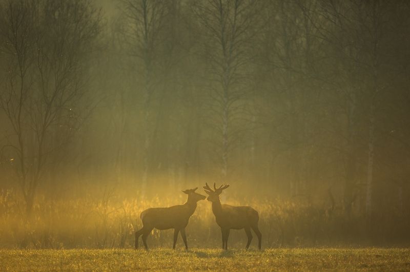 Теплое утроphoto preview