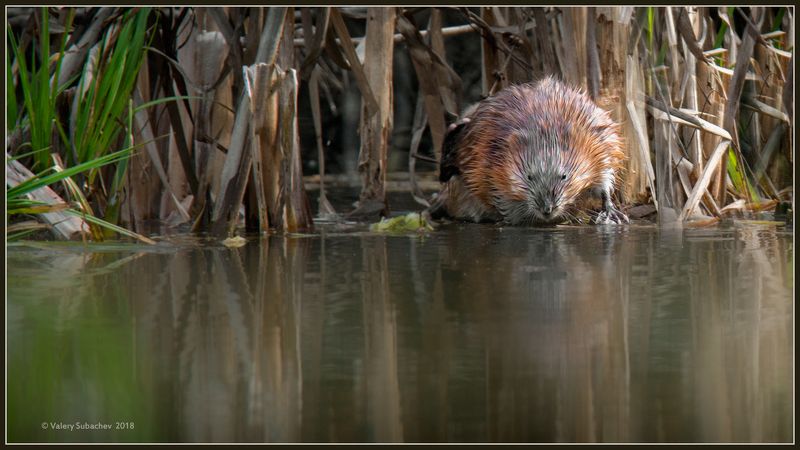 Леопольд, выходи подлый трус...photo preview