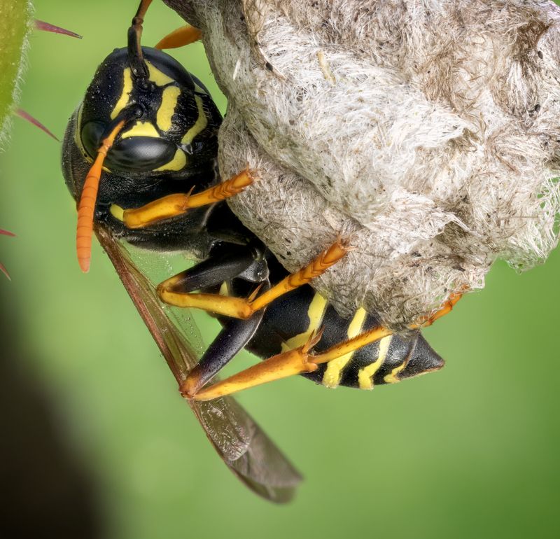 Оса на гнездеphoto preview