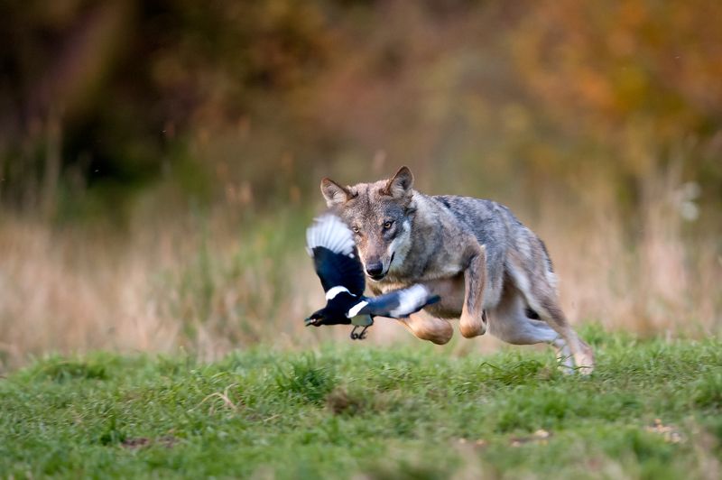 wolf, magpie, wildlife, animals, Wolf chasing magpiephoto preview