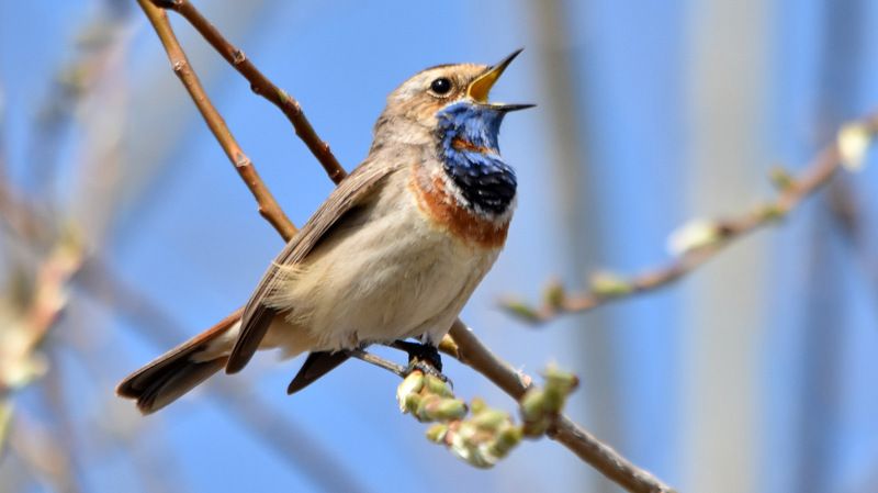 листопад Варакушкаphoto preview