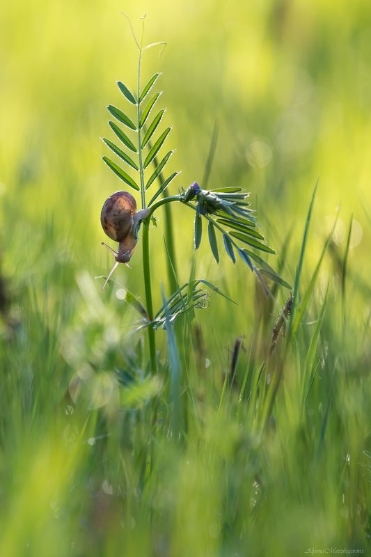 Утро...photo preview