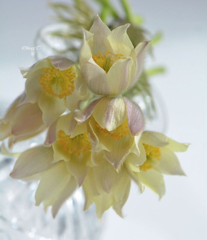 цветы, весна ***photo preview