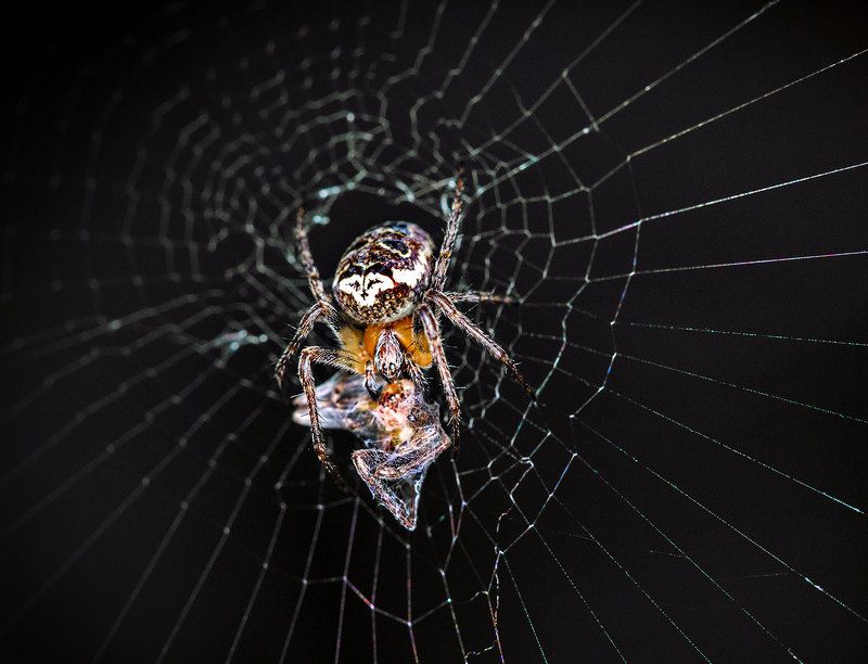 ...и его жертва.photo preview