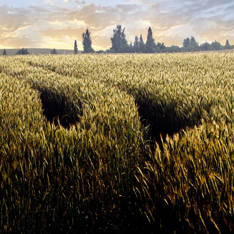 хлеб, урожай, лето, природа хлебphoto preview